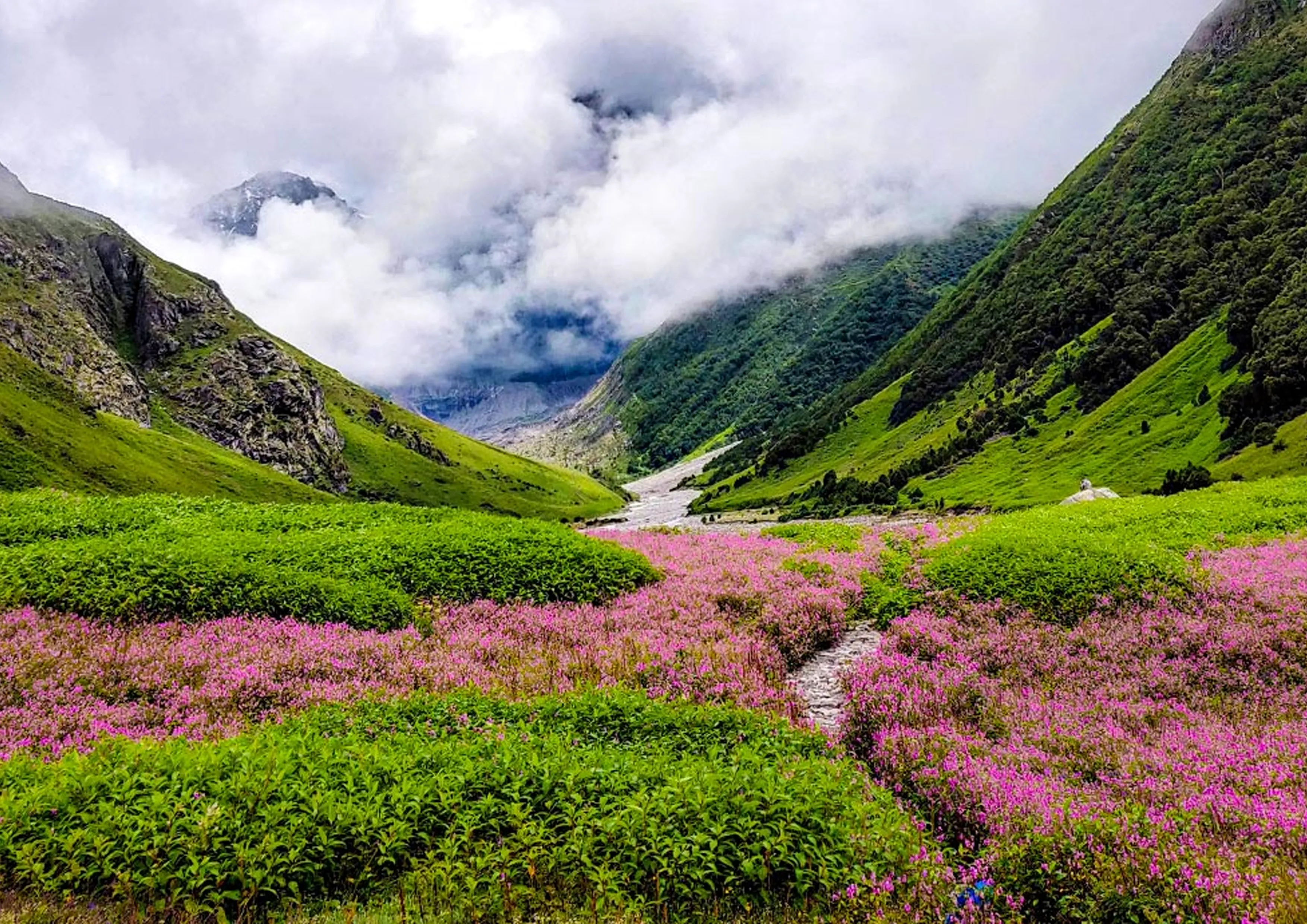 Valley of Flowers